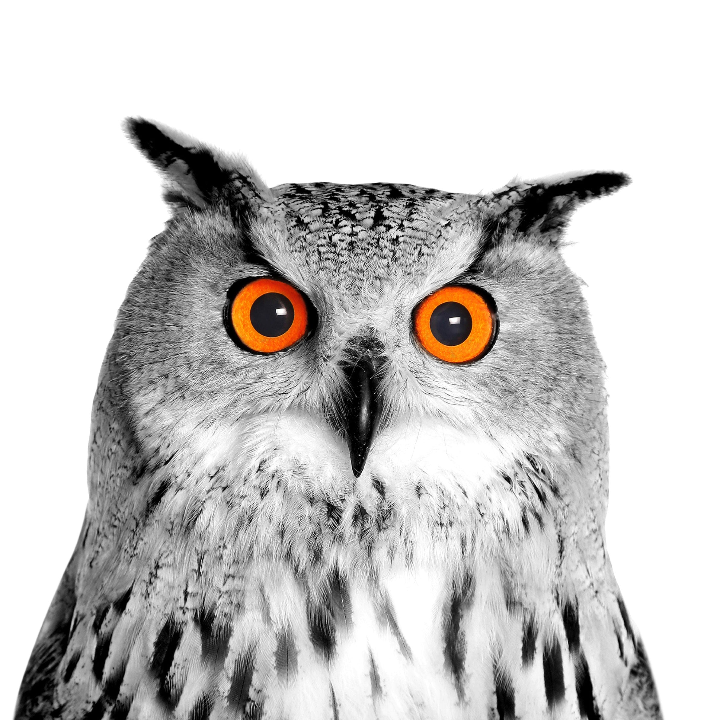 Owl Supplies
